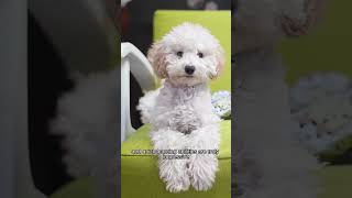 Bichon Frise: The Ultimate Breed Guide In 60 Seconds