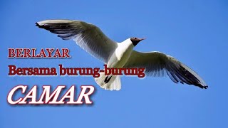 BERLAYAR bersama burung-burung camar