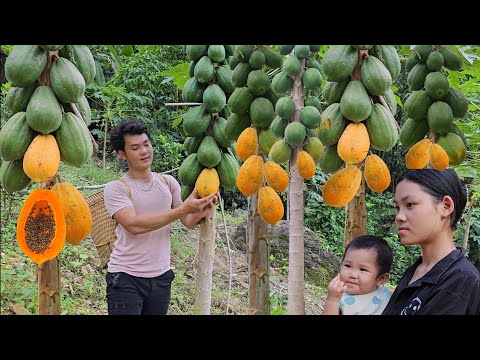 Harvest papaya to sell. Helping a 15-year-old single mother build a house