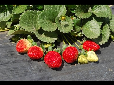 Vídeo: O que são morangos de joias: dicas para cultivar plantas de morango de joias
