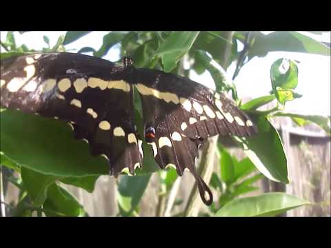 Video: Hur Man Odlar Fjärilar Hemma