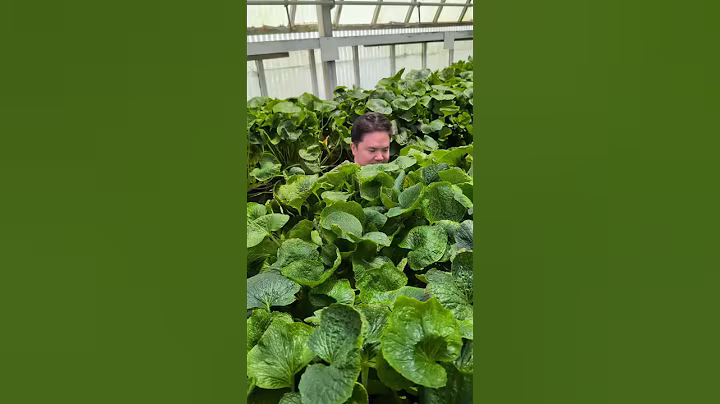 미국에서 재배한 진짜 와사비?