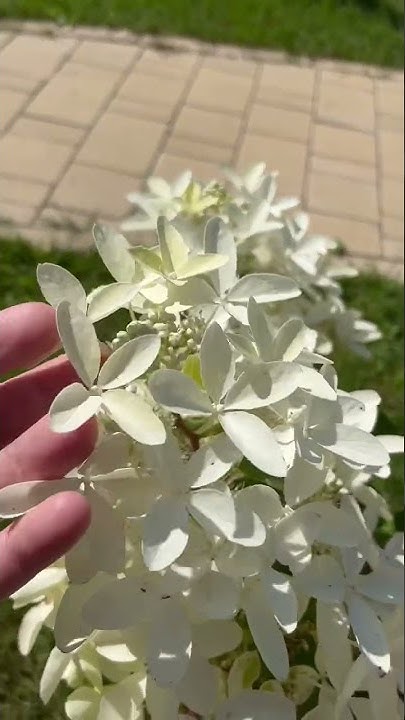 Метельчатая Гортензия СтарРоуз#гортензия метельчатая Стар Роуз# ...