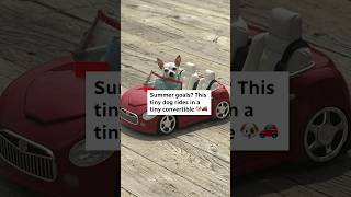 This tiny dog drives a tiny convertible #shorts