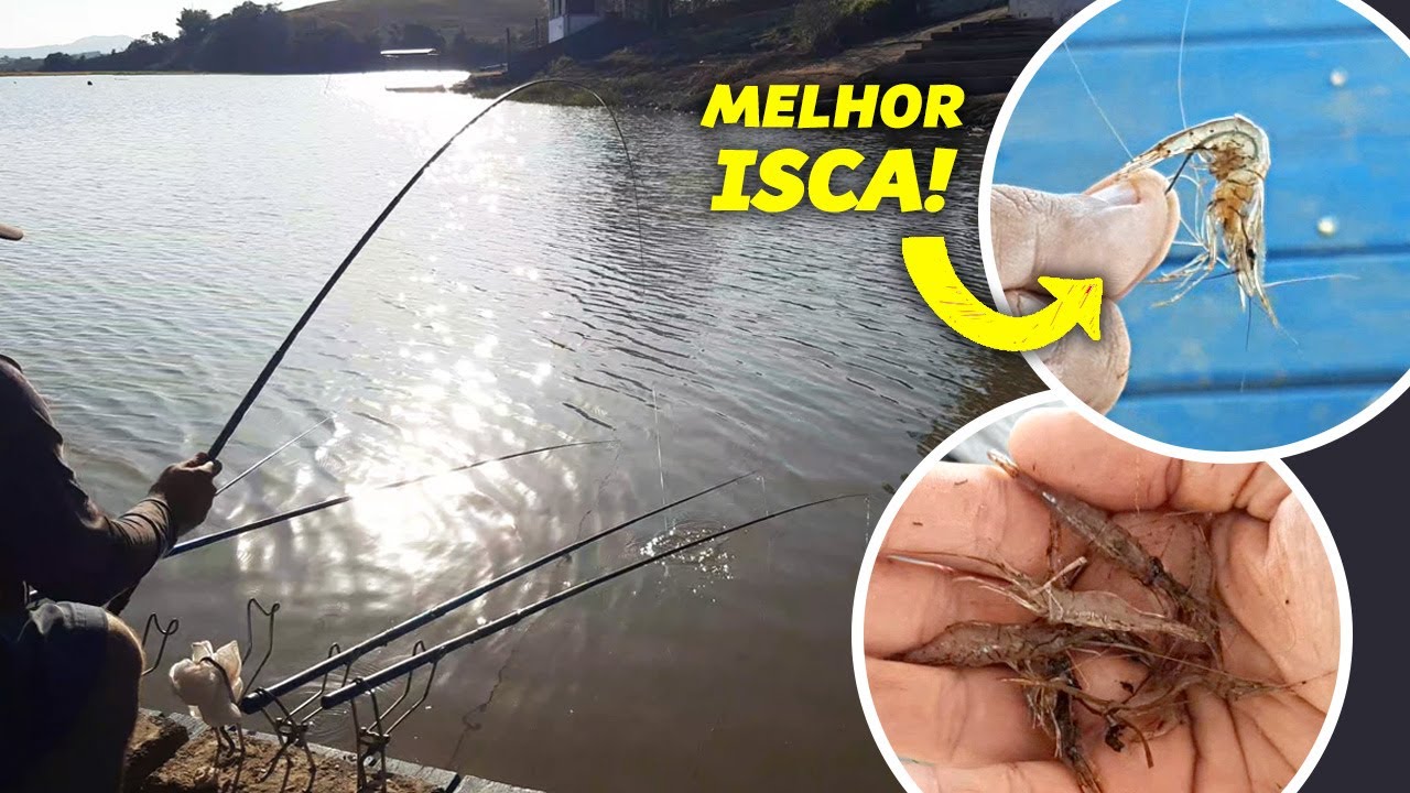 CAMARÃO DE ÁGUA DOCE - ISCA SENSACIONAL 