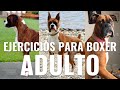 Los 5 MEJORES ejercicios para Perro Bóxer ADULTO