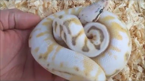 Super Pastel Spider Calico Ball python Update!