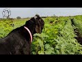 Pure Orignal 100% Beetal In Shivshakti Goat Farm, Achalpur,Amravati.  Santosh Nandurkar:- 7798097426