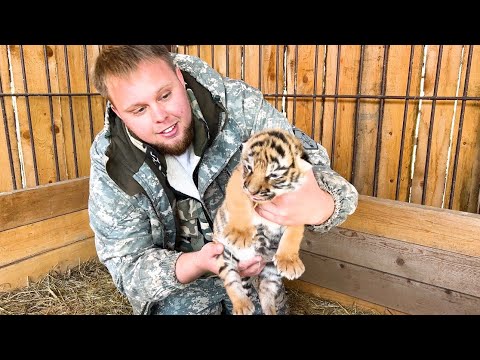 Новогодние Тигрята Мк Марины Величко