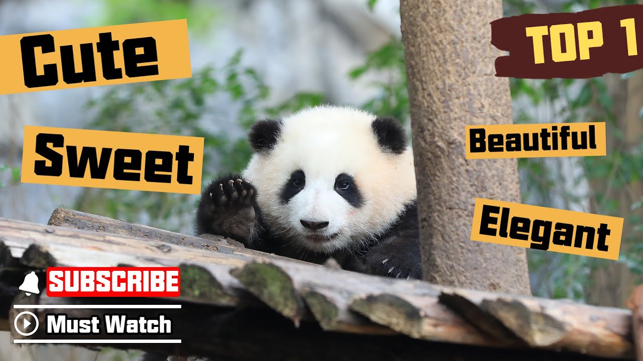 All About He Hua: 2022 Fan Favorite Pandas Top 1 | iPanda