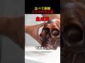 比較実験ドクロの木工芸 #shorts