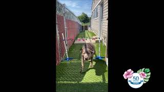 LIMBO Competition in Glen Allen! by Holiday Barn Pet Resorts 61 views 1 year ago 2 minutes, 12 seconds