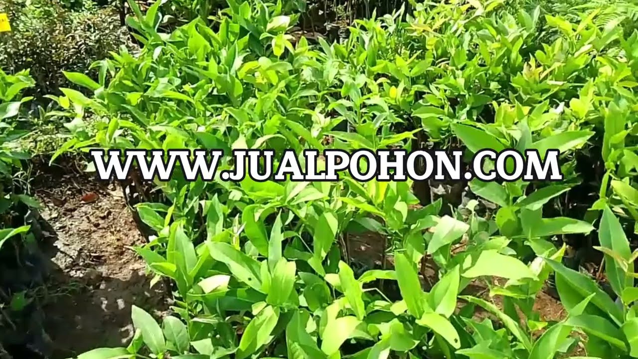Bibit Tanaman Buah Jambu Air Bajang Leang Kualitas Super