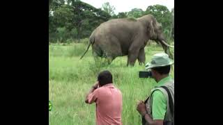 Wildlife Officials Injecting Medicine To The Big Tusk Elephant | 大きな牙を持つゾウに薬を注射する野生動物担当者 #Short