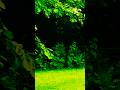 "Limbs of Monkey, Face of Wolf" (cryptid encounter dramatization)