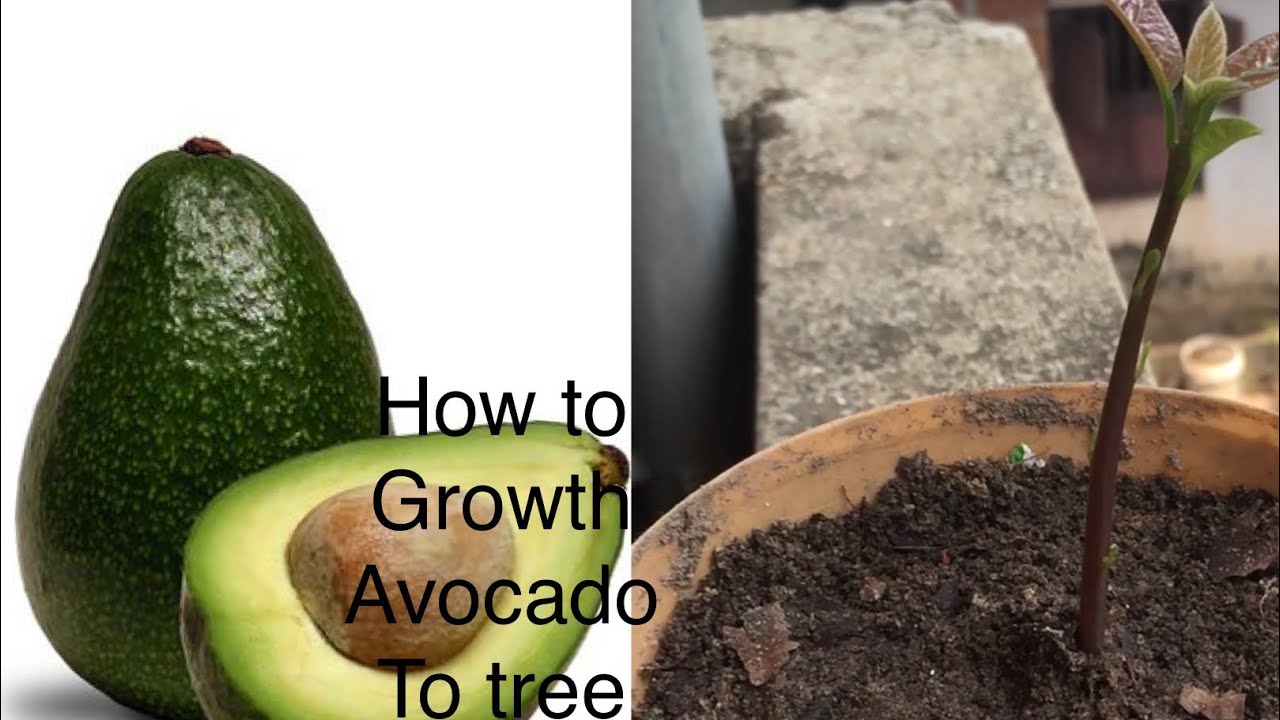 How to growth avocado seed - YouTube