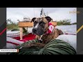 Humans hurt this dog. Here's how she responded.