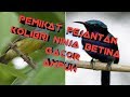 Pemikat kolibri ninja jantan,||, suara konin betina!!