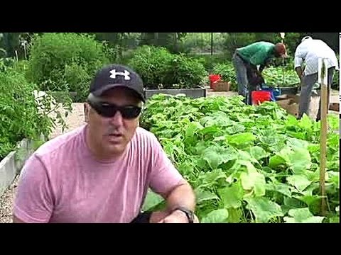 Videó: Hogyan lehet megelőzni a sárga uborkát és mikor kell uborkát szedni