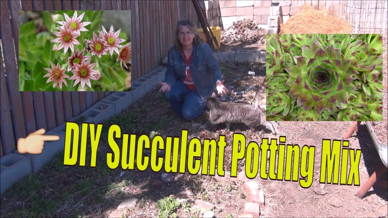 How to Make Succulent Soil Mix - YouTube