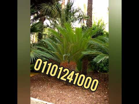 سعر نخيل سايكس زينه 01101241000 نخيل سيكس زينة نخيل سايكس للبيع نخل سايكس توريد وتركيب نخل ساكس 