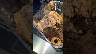 Poecilotheria Ornata With Dks?