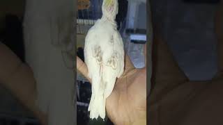 panan pertama di tahun 2024..  #cockatiel #birds #falk #aviary #pets