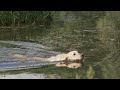 Retriever training drills for water retrieves