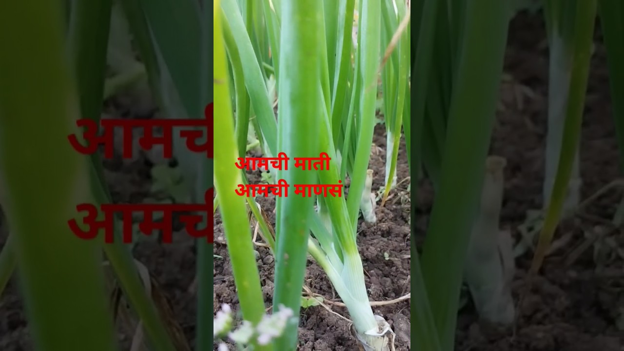 मराठी गाणी/onion🧅🧅 plants🌱🌱/pick of onions plants/marathi song/ प्याज के पौधे YouTube