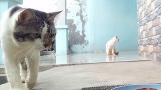 Cats coming for food by Cats Feed Journey 309 views 3 weeks ago 3 minutes, 37 seconds