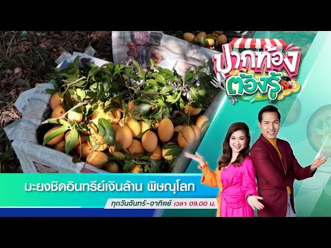 กรุง ศรี ออ โต้ พิษณุโลก 2022 Update มะยงชิดอินทรีย์เงินล้าน พิษณุโลก | วันที่ 3 มี.ค. 2565 | ข่าวช่อง8