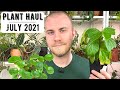 Houseplant Haul | July 2021