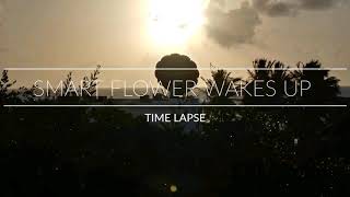 Smart Flower Waking Up Time Lapse