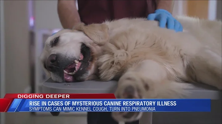 Rise in mystery canine respiratory illness that mimics kennel cough