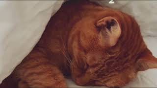 ??relax to purring cat asmr | cozy ambience ?| insomnia | no ads| catasmr  catlover  catmusic