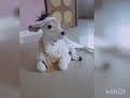 जय गौ माता, जय किसान,जय जवान
