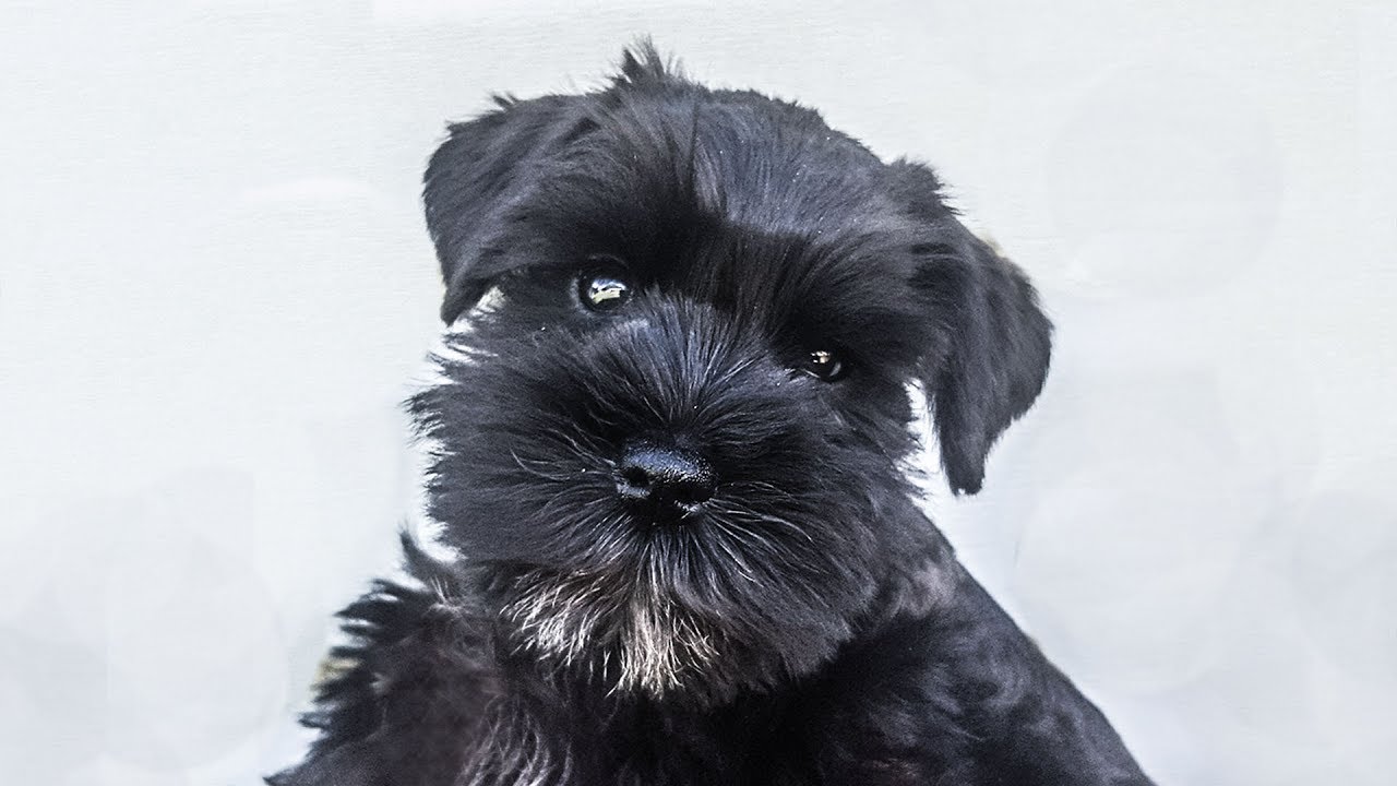 Miniature Schnauzer Puppy On Day 2 Of Training Cody You Miniature Schnauzer Puppy On Day 2 Of