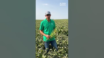 Evaluating Early Frost Damage in Corn & Soybeans | Pioneer Agronomy  🌱