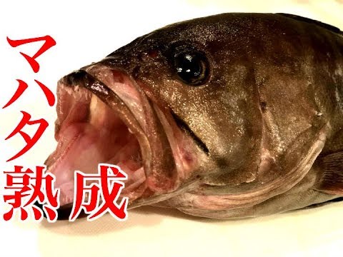 お魚料理 熟成させたマハタの刺身 Youtube