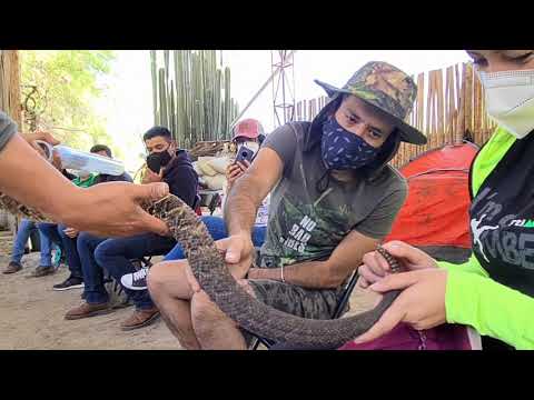 Video: ¿Cuándo comenzó el manejo de serpientes?