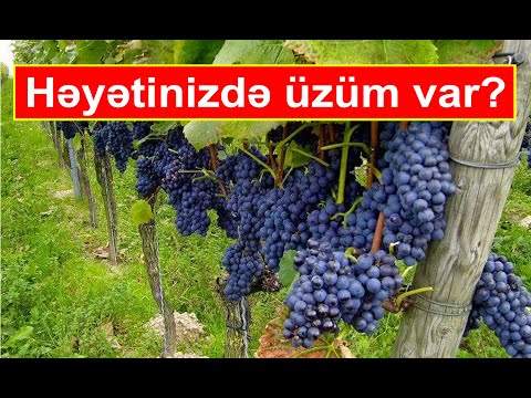 Video: Həyətinizdə üzüm əkmək - Mənzərələrdə üzüm yetişdirmək