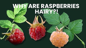 Raspberry Flower and Fruit Morphology | Aggregate Fruit
