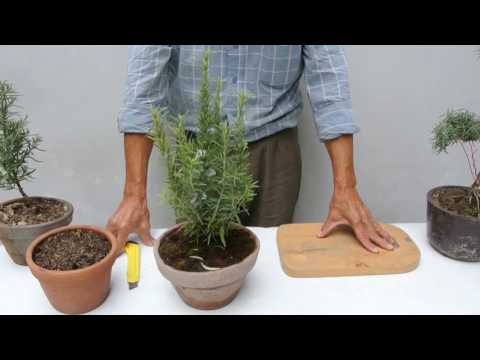 Video: Poda de plantas de topiario de romero: cómo cultivar un topiario de romero