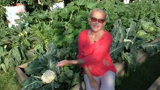 видео: От чего зависит урожай цветной капусты картинка: От чего зависит урожай цветной капусты