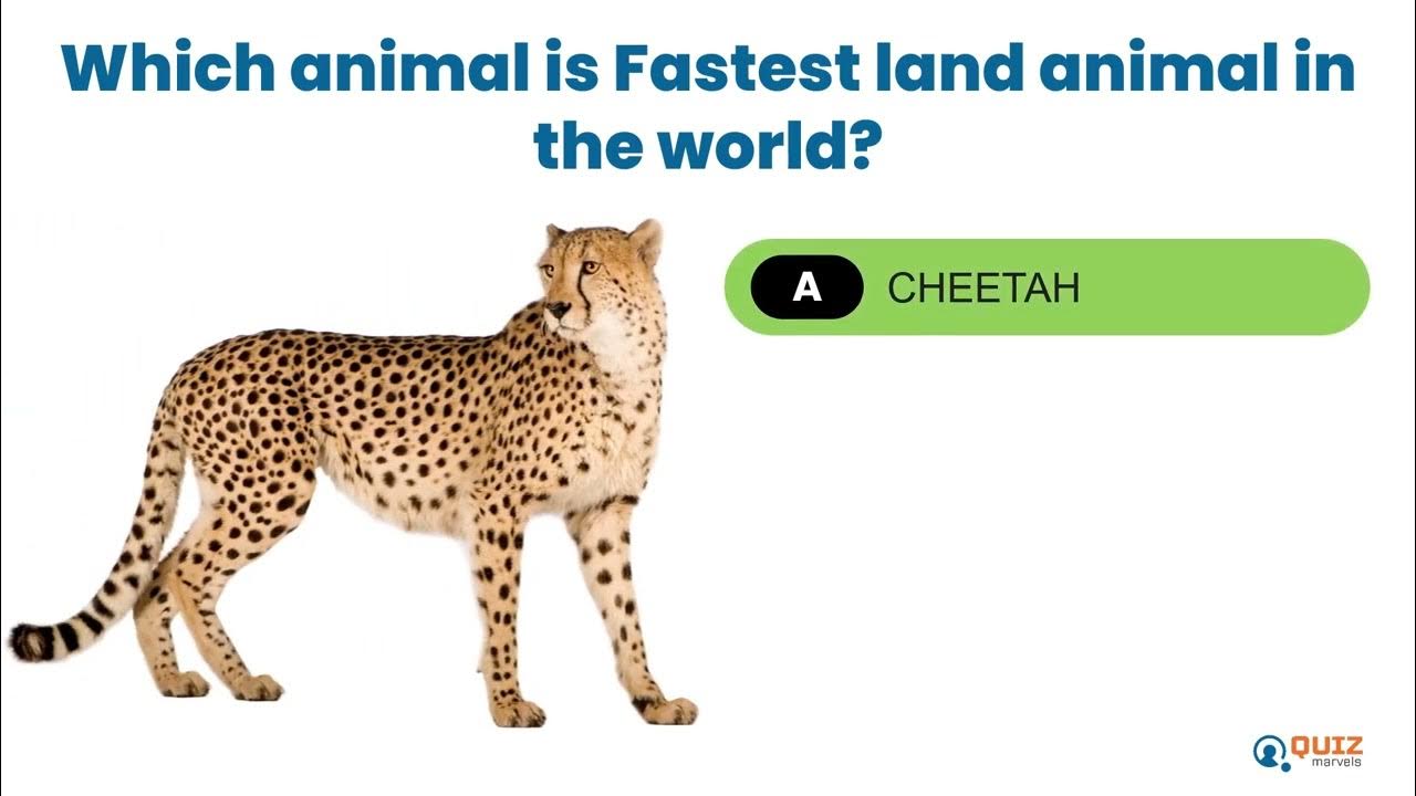 General Knowledge Questions for Class 1 & 2 Basic Quiz for Kids