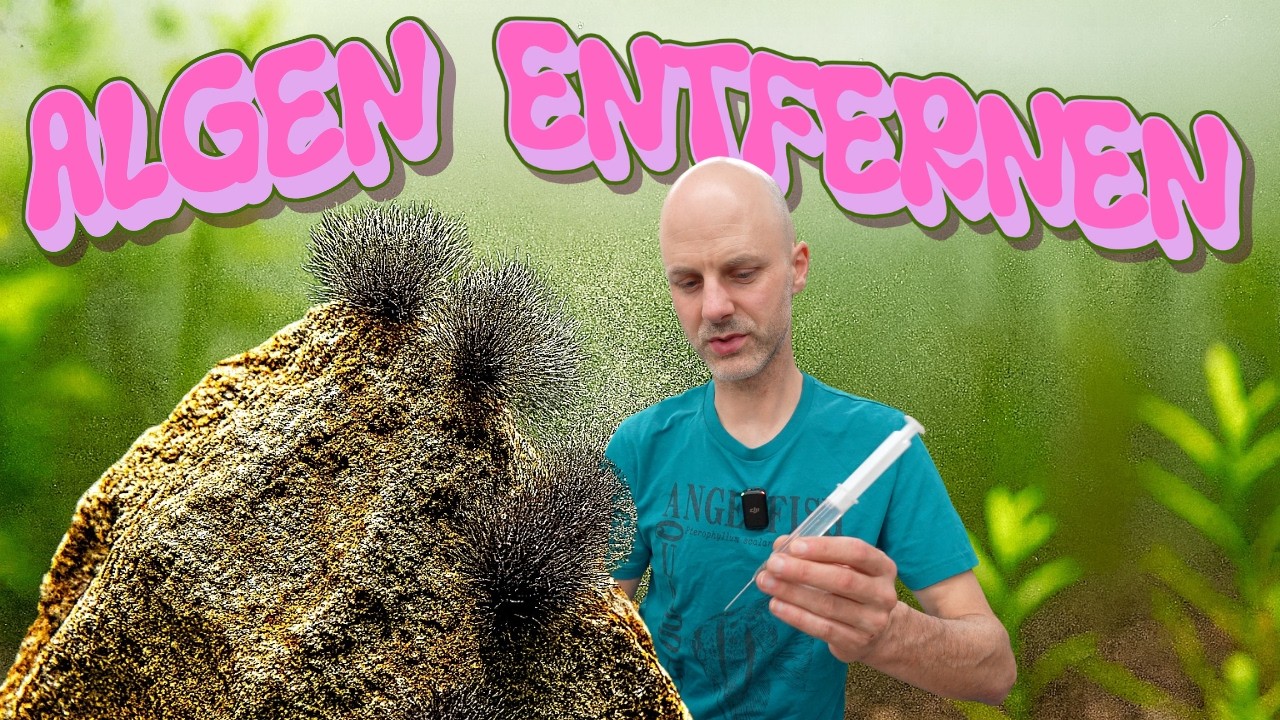 So killst du Algen IMMER – 3 Methoden, die wirklich funktionieren