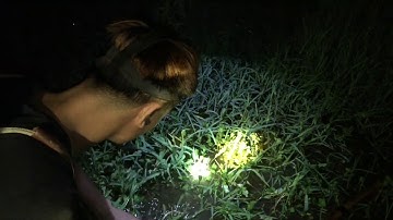 Tối Đi Kích Cá Rô Đồng Sau Cơn Mưa Rào Chúng Đậm Luôn