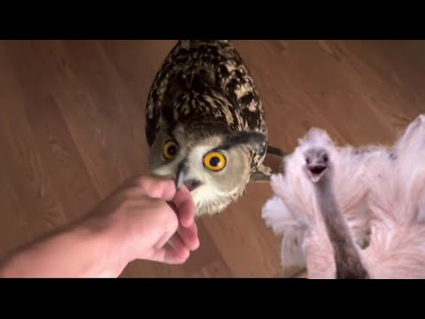 Do Owls Bite Worse Than Kevin?