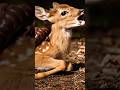 Golden Retriever Leads Rescuer to Save Fawn from Dangerous Parasite #wildliferescue #animalheroes