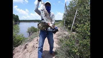 Câu lure cá chẽm(cá Vược) Bằng Cần UL 5.3 Kg Bình Đại  | FishingLure -Monster Baramundi #10